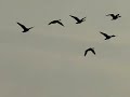 Acht ganzen in vlucht