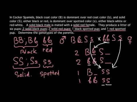 how to determine genotype