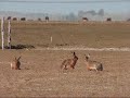 Ver vídeo