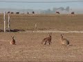 Ver vídeo