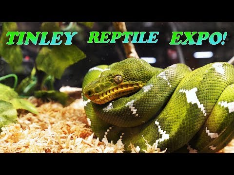 YouTube reptile video
