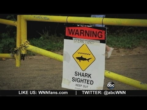 Shark Attack Off Maui Coast Kills Man