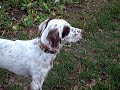 English setter Miga con baba