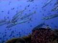 Fishes - Chumpon Pinnacle Koh Tao Thailand