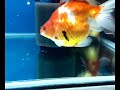Goldfish-Ryukin