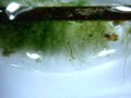 Hunting Strategy of a Freshwater Hydra