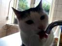 Poes heeft dorst!! Poes heeft dorst!!