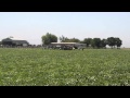 Family Farmer Talks About Harvesting Melons