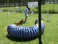 Competición Agility Girona