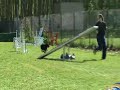 Competición Agility Girona