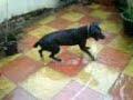 The mighty Dogba The mighty Dogba