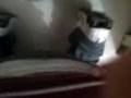 Asco robo.3gp