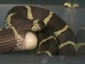kingsnake laying egg