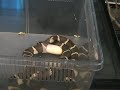 kingsnake laying egg