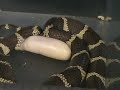 kingsnake laying egg