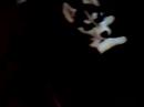 Diesel at 9 weeks crawling up the settee