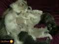Cute kittens Cute kittens