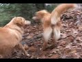 The Nova Scotia Duck Tolling Retriever Reunion