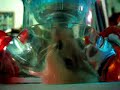 My Yellow Pudding Hamster, Rocky, Tribute