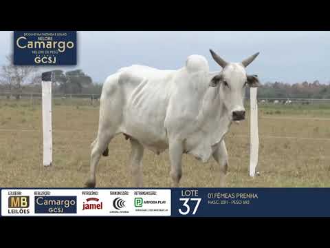 DE OLHO NA FAZENDA NELORE CAMARGO