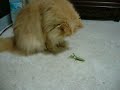 Cat gets attacked by a praying mantis