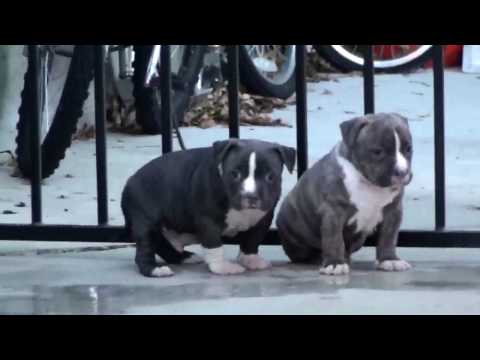 blue pitbull puppies for sale in. Blue pitbull puppiess for sale