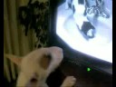 roxy watching tv