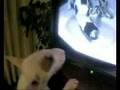 roxy watching tv