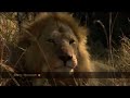 Lion steals leopard\