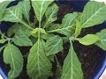 Salvia divinorum plant