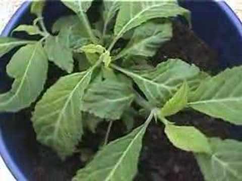 how to grow salvia d