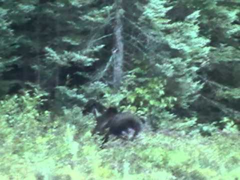 Moose grunting, Anjigame Creek, Missinaibi Provincial Park