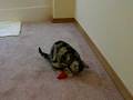 videos de New kitten: Silver Trophy