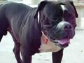 olde english bulldogge ,klaus3