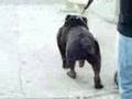 olde english bulldogge ,klaus3