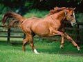 Chestnut and Bay Horses