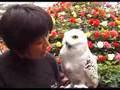 白フクロウ