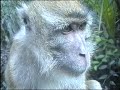 Silly Monkey - must see Silly Monkey - must see