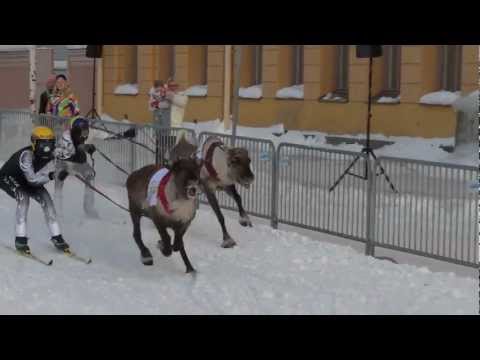 Reindeer race 1