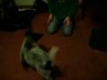 videos de Thunder Vs The Box & The Green Blob