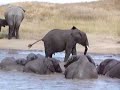 Serengeti Elephants Serengeti Elephants