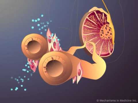 lutenizing hormone - Developed and produced by http://www.MechanismsinMedicine.com Animation Description: This animation represents a visual interpretation of the production of t...