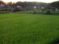 Iz Japanovca - njive (rice fields)