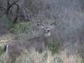 Mexico Deer w/kill