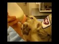 Lion cub