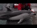 Vancouver Aquarium Snow Day