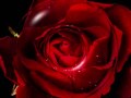 Mar de rosas. The Fevers