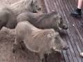 videos de Feeding Warthogs Near Kruger National Park Needles