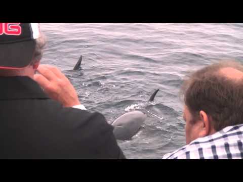 killer whale