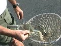 crab 101